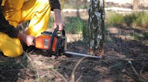 Trusted Salinas, CA Tree Removal and Landscaping Services Experts